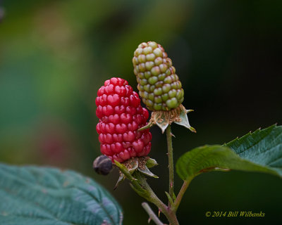 Wild Blackberry.jpg