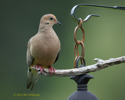 Mourning Dove.jpg
