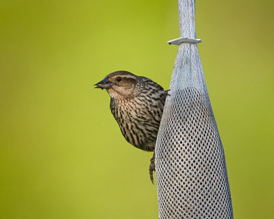 FEmale RWBB 03.jpg