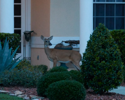 Tonys Deer.jpg