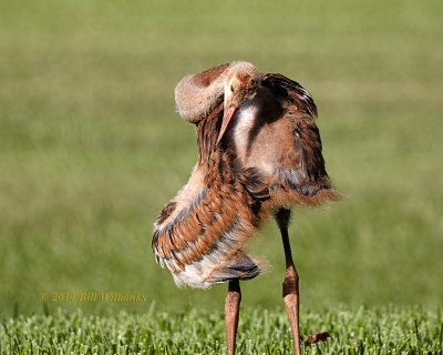 Preening.jpg