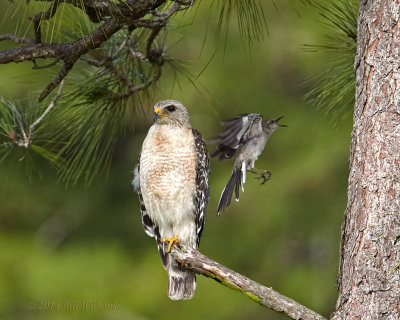RSH Attacked By Mockingbird 02.jpg