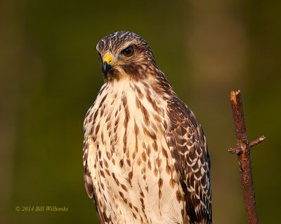 RSH Perched.jpg
