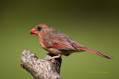 Female Cardinal 01.jpg