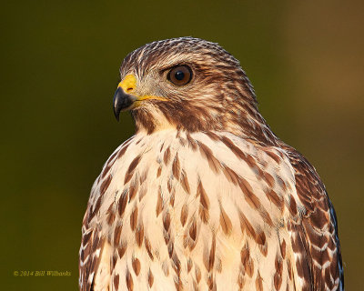 RSH Perched NW2.jpg