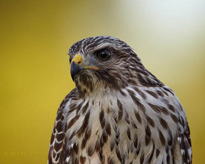 RSH Hawk  10.jpg