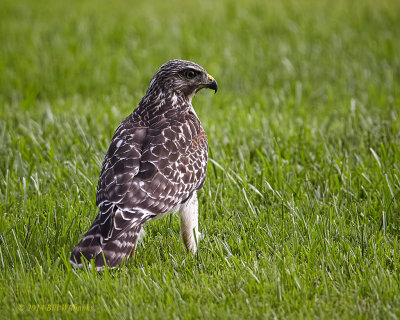 RSH Hawk  On The Ground.jpg