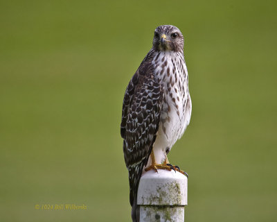 RSH Hawk  On Post.jpg