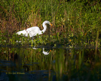 Great Egret With a Frog.jpg