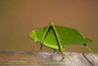 Leaf Bug 01.jpg