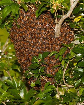 Bees at My Daughters.jpg
