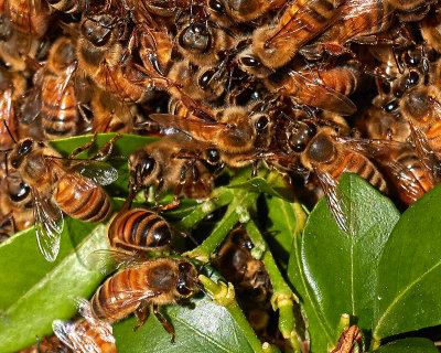 Bees at the Morans 100 Cropped.jpg