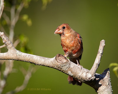 Juvie Cardinal 02.jpg