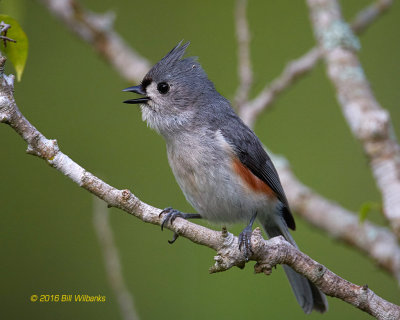 Tufted TitmouseIMG_8679.jpg