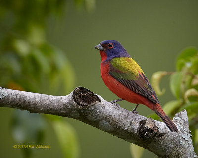Male Painted Bunting 02_V0F0993 1.jpg