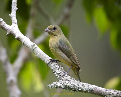 Female Painted Bunting_V0F1002.jpg