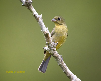 Female Painted Bunting 02_V0F1010.jpg