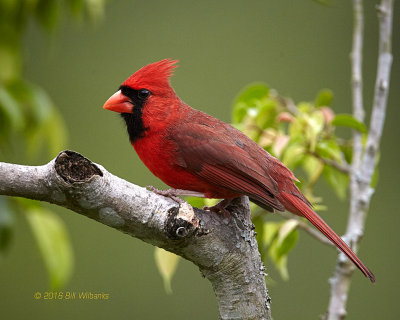 Male Northern Cardinal_V0F0975.jpg
