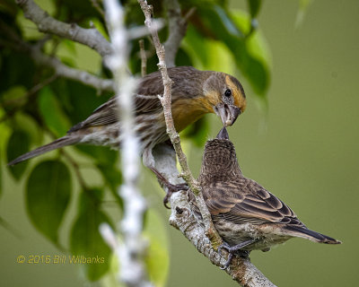 Feeding Junior_V0F1024.jpg