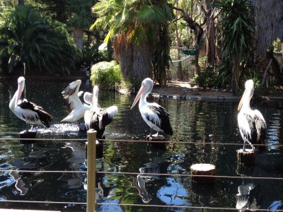 Pelicans