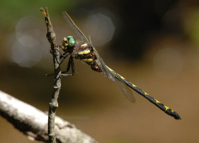 Arrowhead Spiletail, C. obliqua, m.