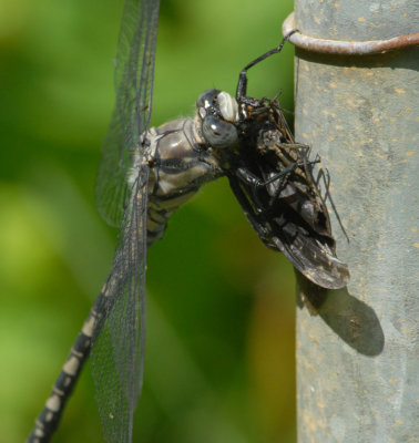 Gray Petaltail