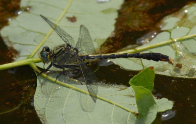 Unicorn Clubtail