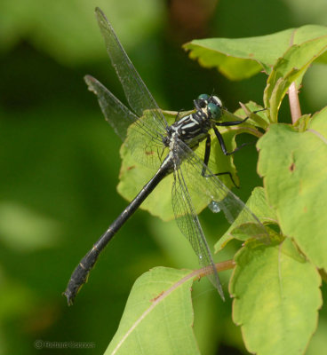 Sable Clubtail, Gomphus rogersi, m.