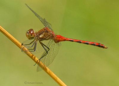 Ruby Meadowhawk