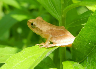 spring peeper