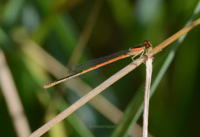 Citrine Forktail f.