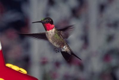 Hummingbird Journeys
