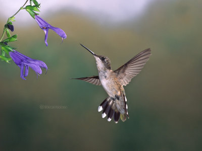 Ruby-throated hummingbird, f.