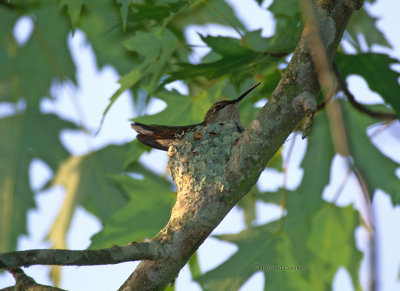 Ruby-throated on nest