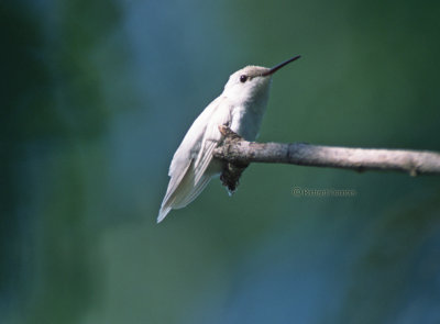 white hummingbird