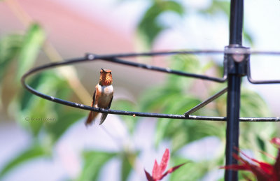 Rufous hummingbird, male