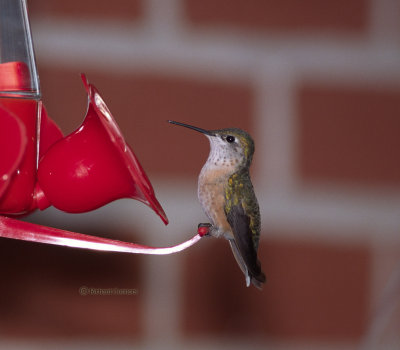 Calliope hummingbird, female