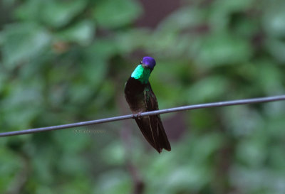 Magnificant hummingbird
