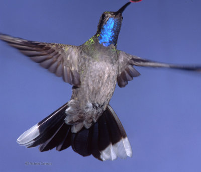 Blue-throated hummingbird, m.