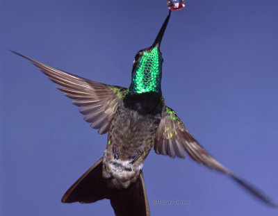 Magnificent hummingbird, m.
