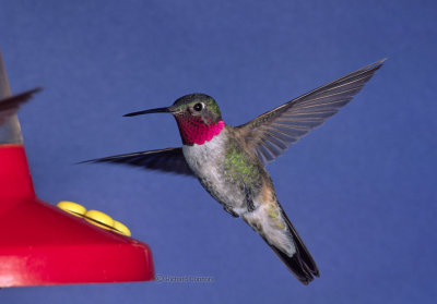 Broad-tailed hummingbird, m.
