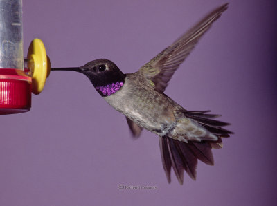 Black-chinned hummingbird, m.