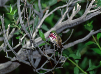 Calloipe hummiingbird, m.