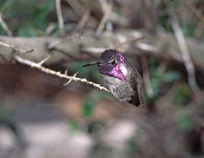 Costas hummingbird, m.