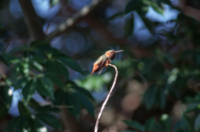 Allen's hummingbird m.