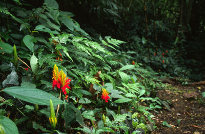rain forest Veracruz MX