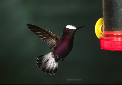 Snowcap hummingbird
