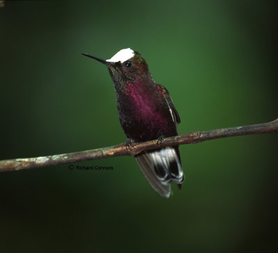Snowcap hummingbird, m.