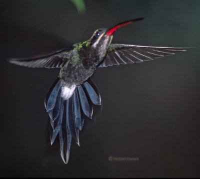 White-wiskered Hermit