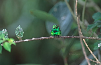 Western Emerald